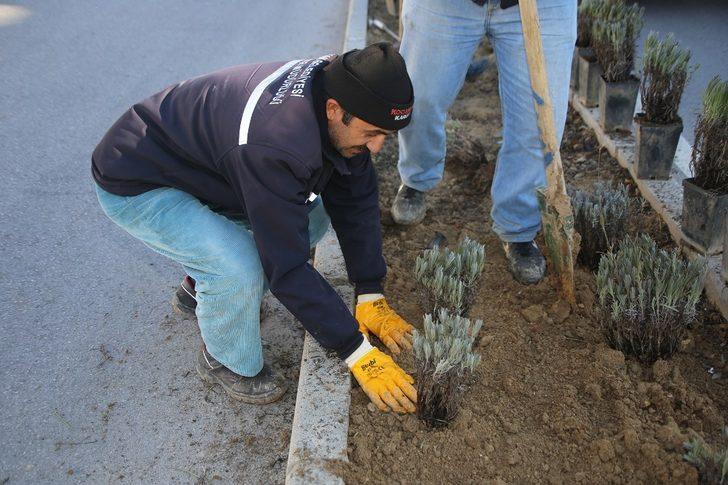 Karaman Belediyesi refüj ve kavşaklara lavanta dikti G2