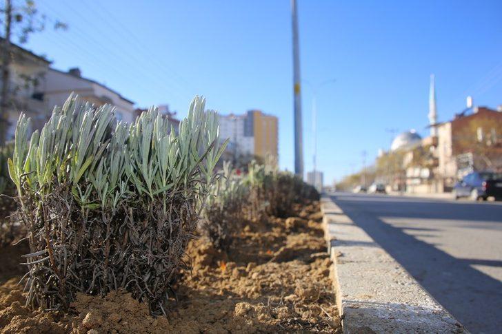 Karaman Belediyesi refüj ve kavşaklara lavanta dikti G3