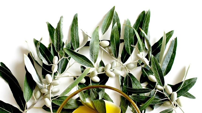 Zeytin yaprağı &ouml;z&uuml;t&uuml;n&uuml;n tip 2 diyabete etkisi kanıtlandı