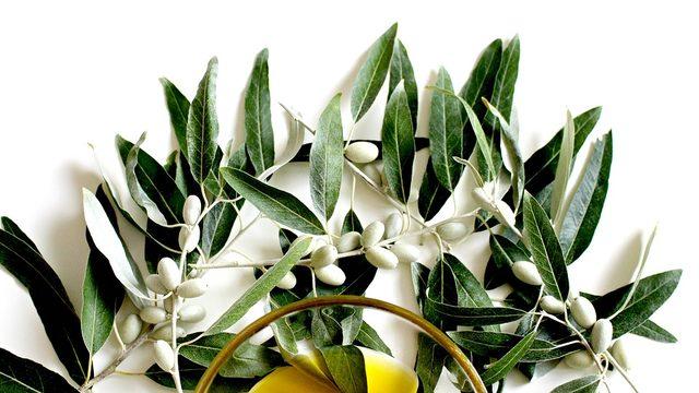 Zeytin yaprağı özütünün tip 2 diyabete etkisi kanıtlandı