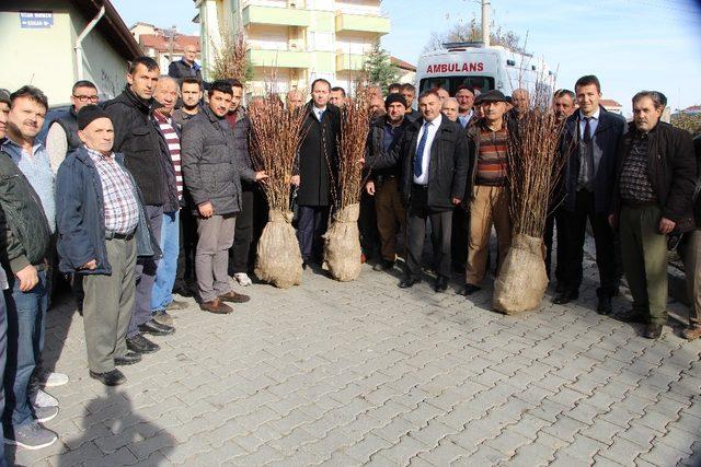 Devrek’te çiftçilere yönelik kestane fidanı dağıtımı gerçekleştirildi