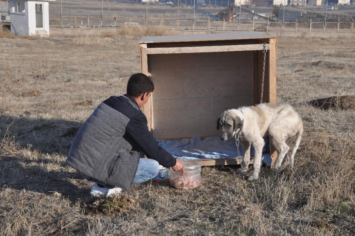 Eziyet edilen &lsquo;Şeker&rsquo; k&ouml;pek artık kaymakamlık konutunda