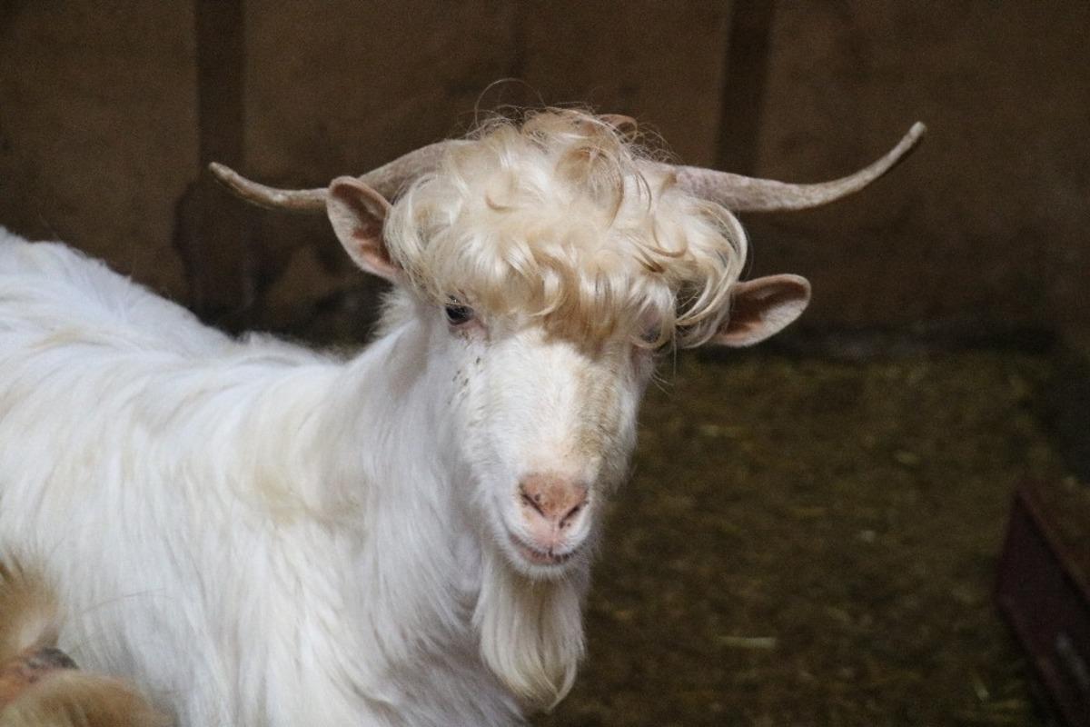 Ke&ccedil;ilerin sa&ccedil; şekilleri dikkat &ccedil;ekiyor! G&ouml;renler kuaf&ouml;rden &ccedil;ıktıklarını d&uuml;ş&uuml;n&uuml;yor