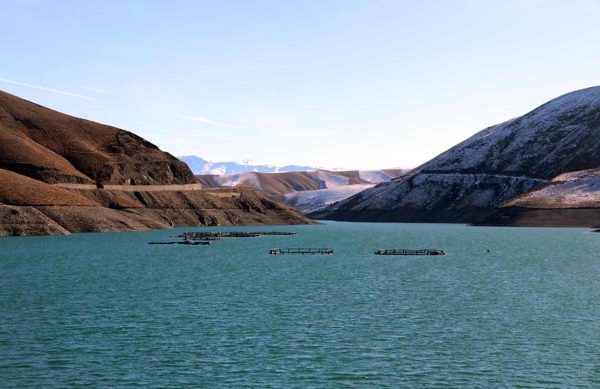Van G&ouml;l&uuml; Havzası'nda yeni tehlike; tatlı su ıstakozu