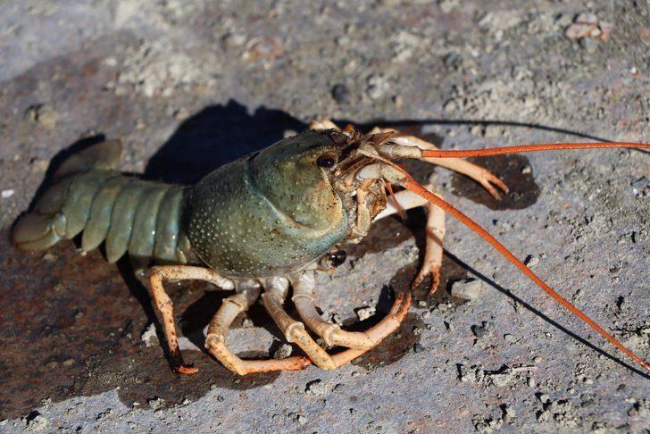 Van Gölü Havzası'nda yeni tehlike; tatlı su ıstakozu G2