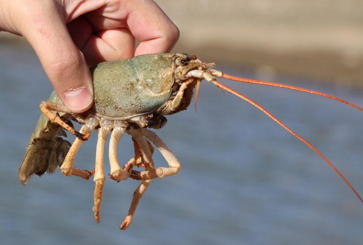 Van Gölü Havzası'nda yeni tehlike; tatlı su ıstakozu G4