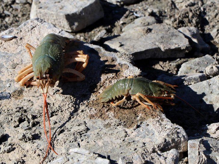 Van Gölü Havzası'nda yeni tehlike; tatlı su ıstakozu G5