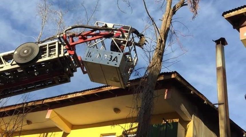 Bing&ouml;l&rsquo;de ağa&ccedil;ta mahsur kalan kedi kurtarıldı