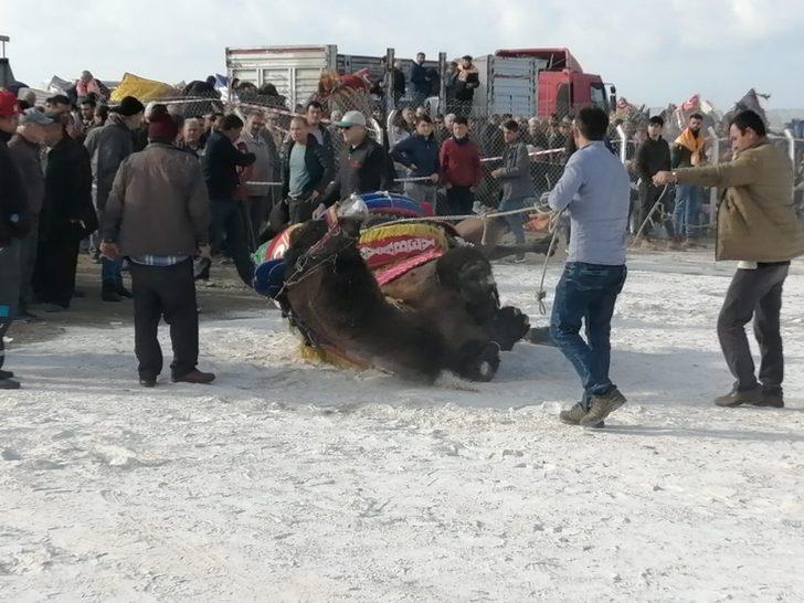 Çanakkale'deki deve güreşinde korkulu anlar G1