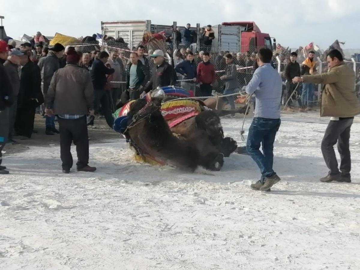 &Ccedil;anakkale'deki deve g&uuml;reşinde korkulu anlar