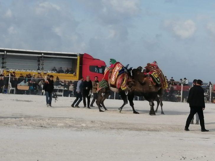 Çanakkale'deki deve güreşinde korkulu anlar G2