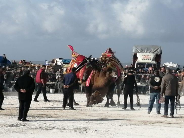 Çanakkale'deki deve güreşinde korkulu anlar G3