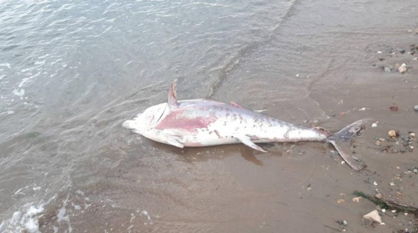 Yalova'da dev orkinos balığı kıyıya vurdu