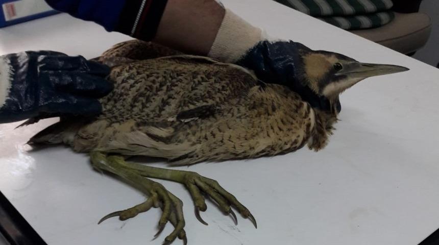 Nesli t&uuml;kenmekte olan balaban koruma altına alındı