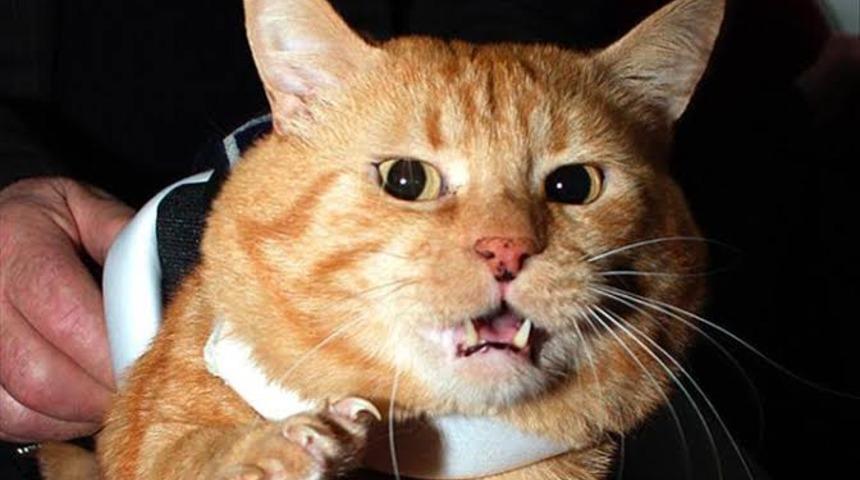 Düzce’de 44 kişiyi kedi ve köpek ısırdı