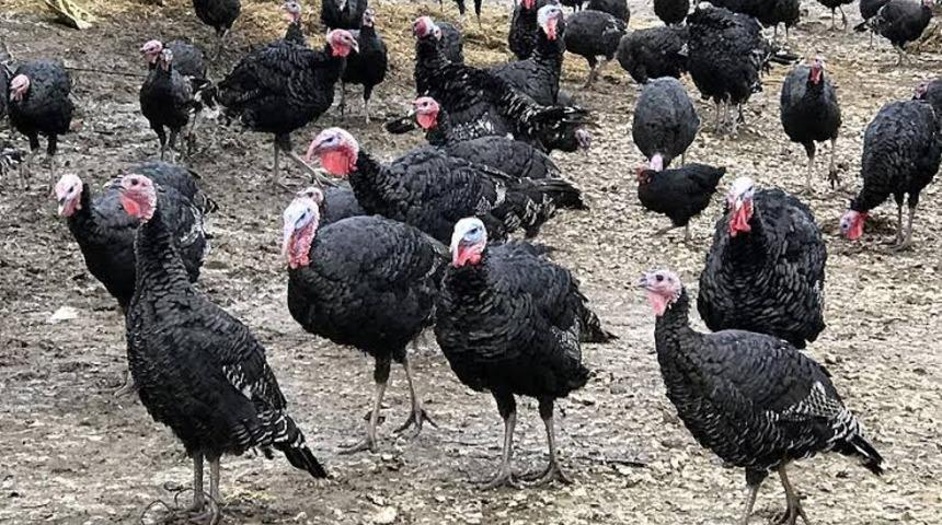 Yılbaşına 9 gün kala Kandıra hindisine yoğun ilgi