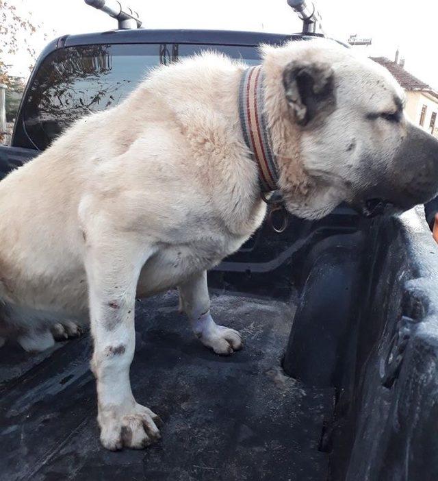 Köpek dövüştüren 2 kişiye  para cezası verildi