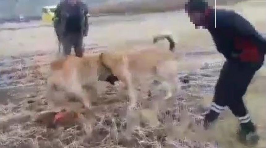 Köpek dövüştüren 2 kişiye  para cezası verildi