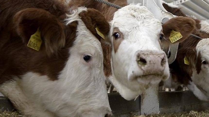 D&uuml;ve alım desteği başvuruları başladı