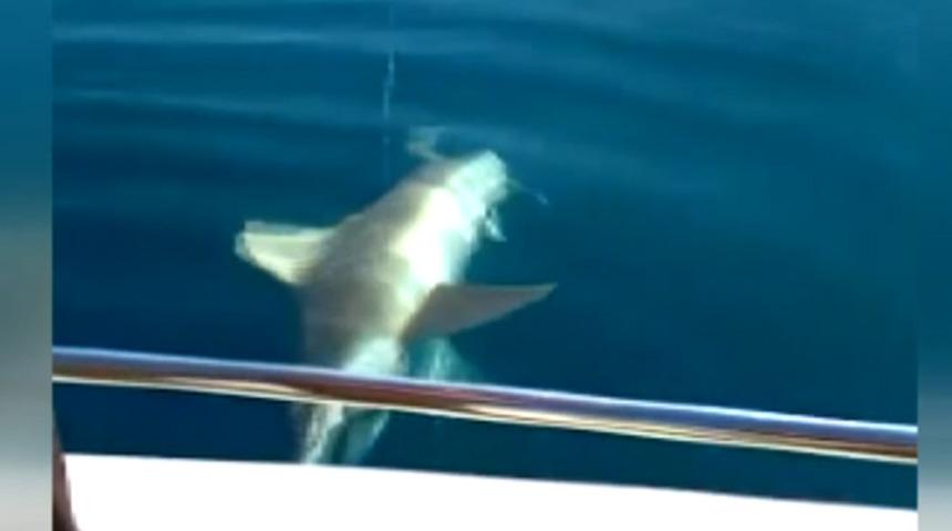 Antalya'da oltaya takılan kum köpek balığı şaşkına çevirdi