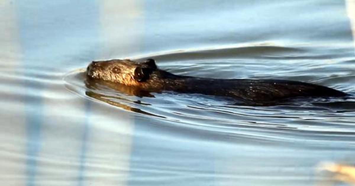 Edirne'de 'su maymunları' g&ouml;r&uuml;nt&uuml;lendi: Kedi gibi ses &ccedil;ıkarıyorlar
