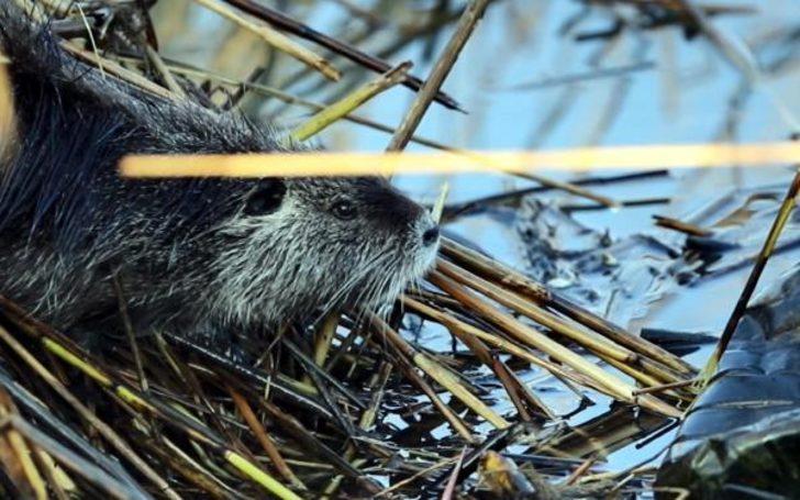 Edirne'de 'su maymunları' görüntülendi: Kedi gibi ses çıkarıyorlar G1