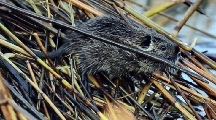 Edirne'de 'su maymunları' görüntülendi: Kedi gibi ses çıkarıyorlar G2