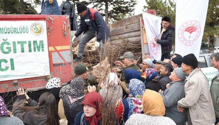 Eskişehir Orman Bölge Müdürlüğü 100 bin ceviz fidanı