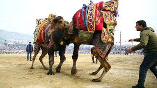 Aydın'da deve güreşi festivali büyük ilgi gördü