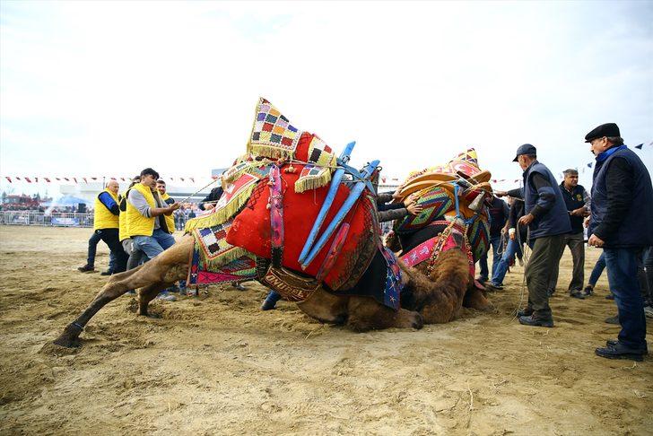 Aydın'da deve güreşi festivali büyük ilgi gördü G3
