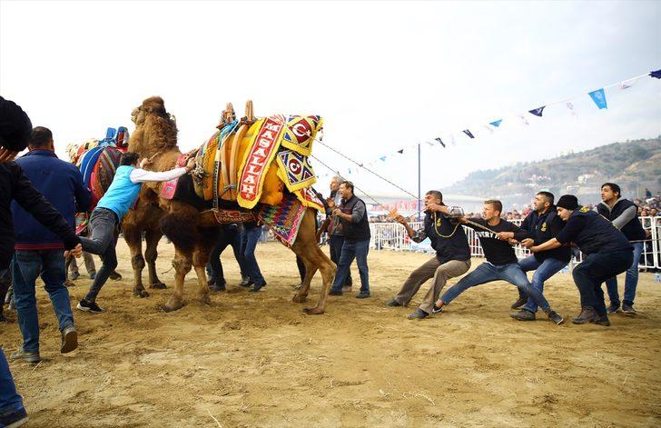 Aydın'da deve güreşi festivali büyük ilgi gördü G4