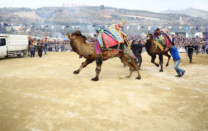 Aydın'da deve güreşi festivali büyük ilgi gördü G5