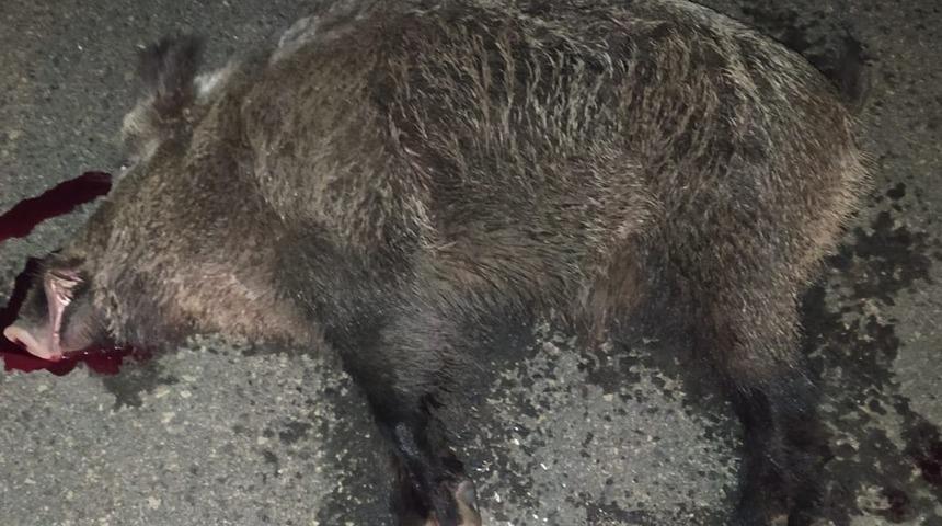 Aracın çarptığı domuz telef oldu