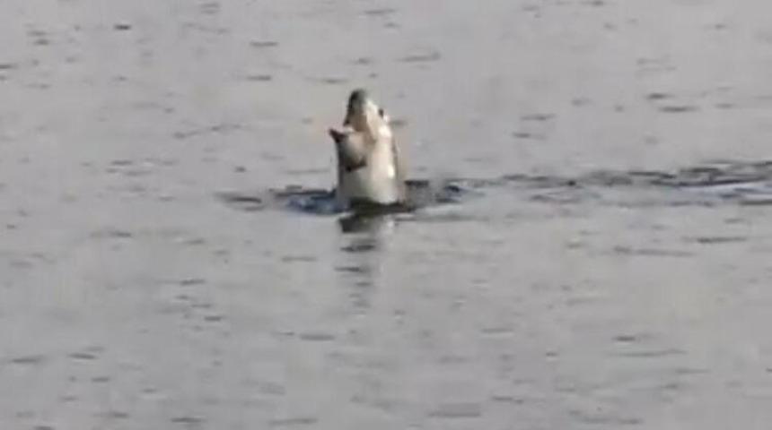 Aynı gün içinde köpek balığı ve Akdeniz foku görüntülendi