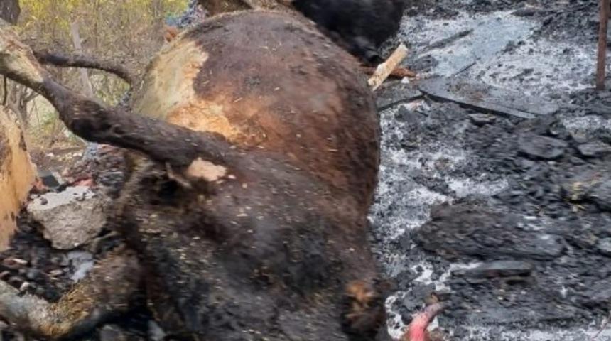 Ahır yangınında 6 hayvan telef oldu