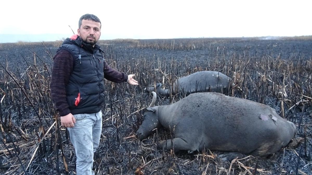 Sazlık yangınında mandalar telef oldu