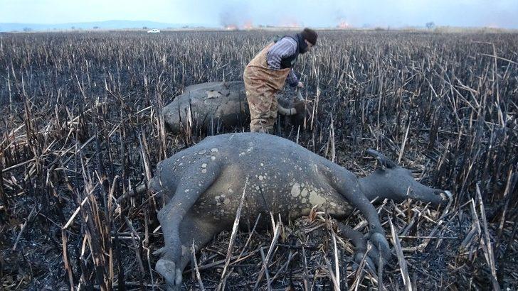 Sazlık yangınında mandalar telef oldu G2