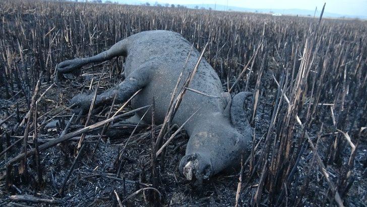 Sazlık yangınında mandalar telef oldu G4