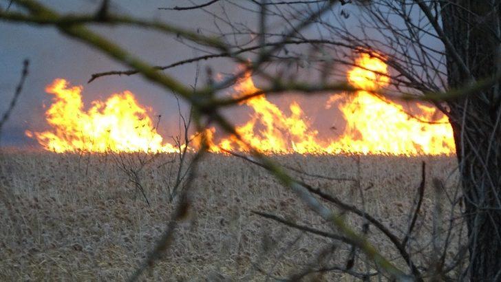 Sazlık yangınında mandalar telef oldu G5