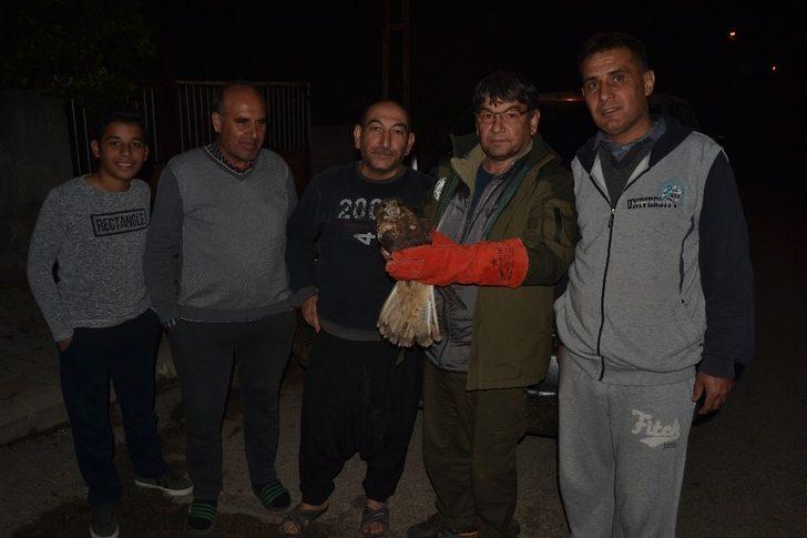 Yaralı halde bulduğu şahini tedavi ettirip yetkililere teslim etti G1