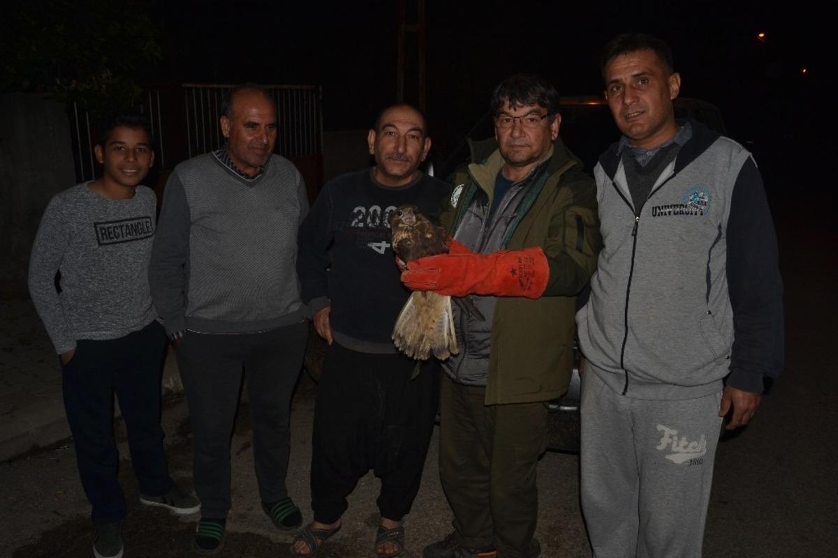 Yaralı halde bulduğu şahini tedavi ettirip yetkililere teslim etti