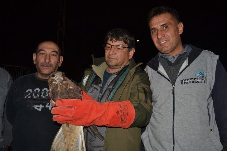 Yaralı halde bulduğu şahini tedavi ettirip yetkililere teslim etti G2