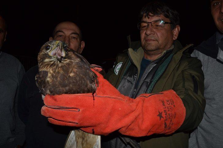 Yaralı halde bulduğu şahini tedavi ettirip yetkililere teslim etti G3