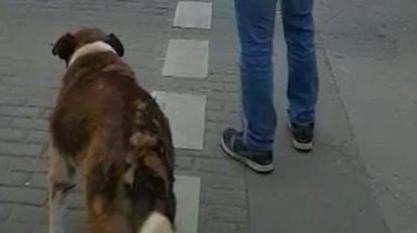 Köpekten insanlara trafik ışığı dersi