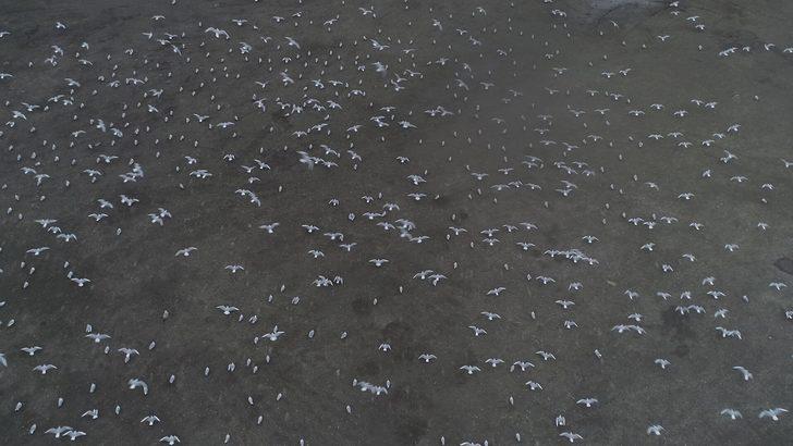 Lodos martıları da vurdu... Yüzlercesi Kazlıçeşme'de otoparka sığındı G5