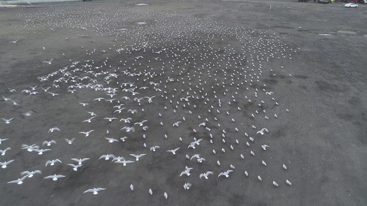 Lodos martıları da vurdu... Yüzlercesi Kazlıçeşme'de otoparka sığındı G4