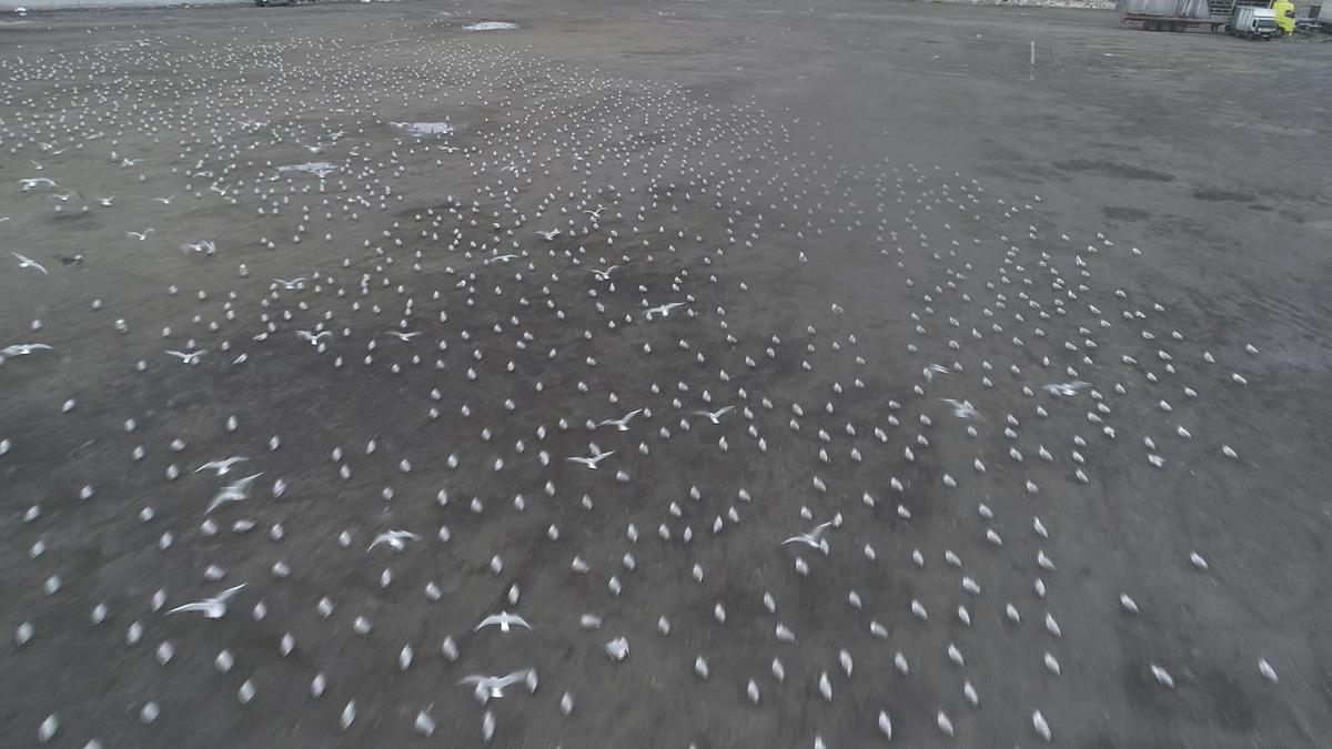 Lodos martıları da vurdu... Y&uuml;zlercesi Kazlı&ccedil;eşme'de otoparka sığındı