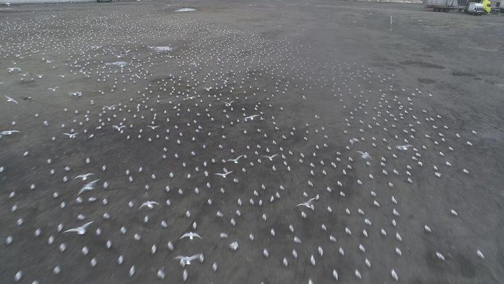 Lodos martıları da vurdu... Yüzlercesi Kazlıçeşme'de otoparka sığındı G3