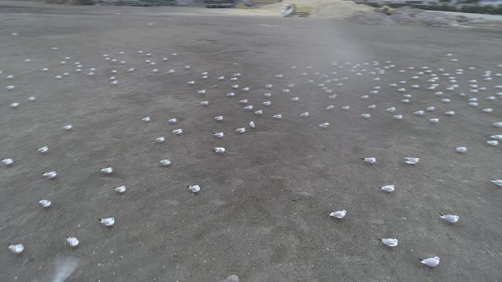 Lodos martıları da vurdu... Yüzlercesi Kazlıçeşme'de otoparka sığındı G2