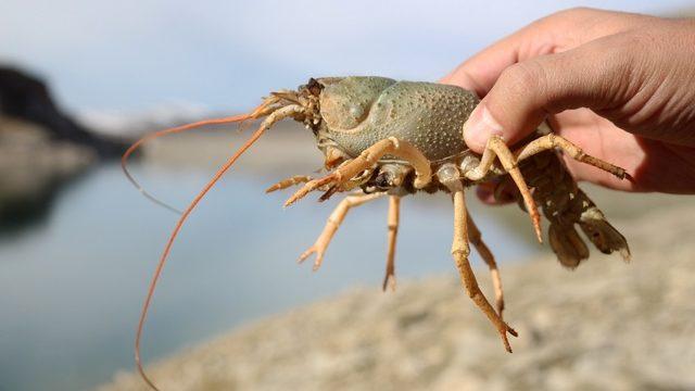 Van Gölü Havzası’nda 600 bin yıldan sonra ilk kez kerevit görüldü